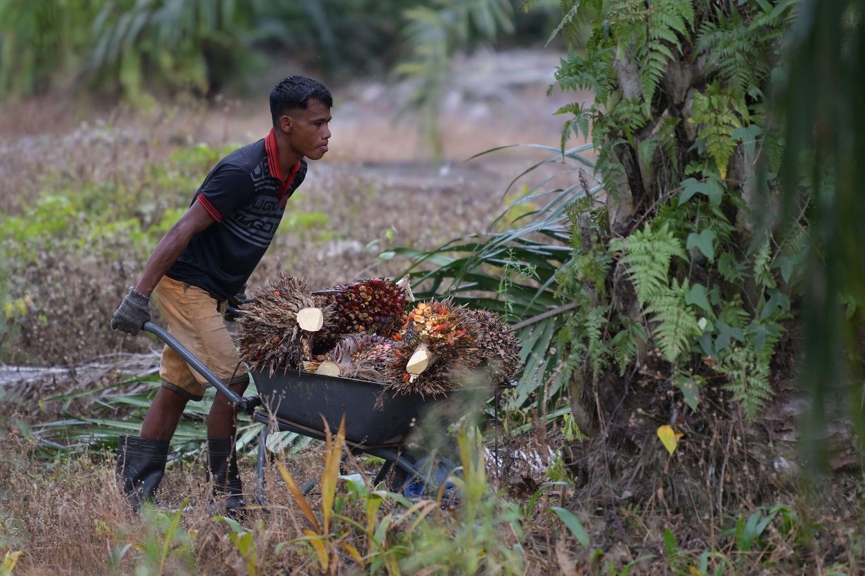 Maybank Ib Malaysian Oil Palm Growers Benefit From Indonesias New